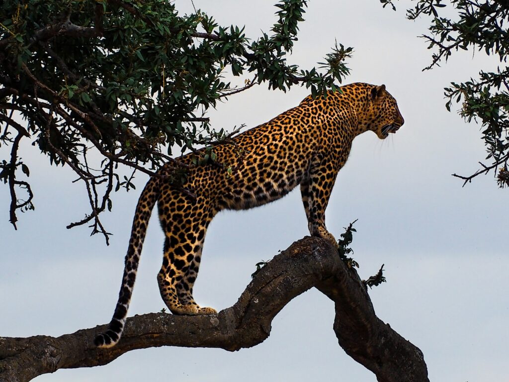 Leopardo sobre um galho durante safári