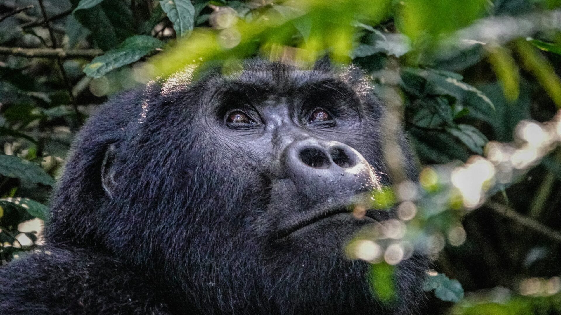 Grandes aventuras na África: gorilas, Kilimanjaro e o Delta do Okavango
