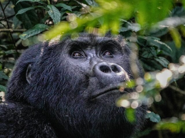 Grandes aventuras na África: gorilas, Kilimanjaro e o Delta do Okavango