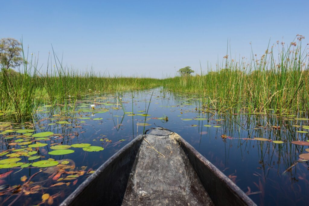 Passeio de canoa entre lírios d'água em um delta africano