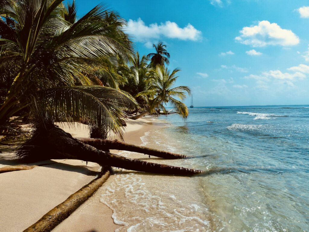 Praia caribenha de águas turquesa com palmeira na areia