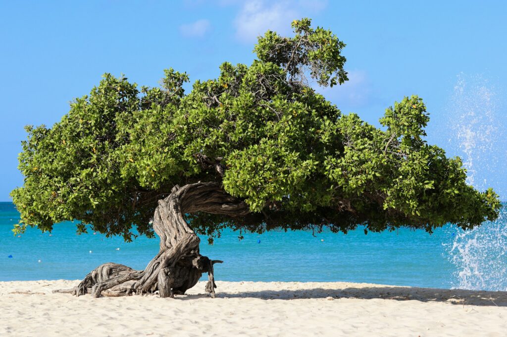 Árvore divi-divi na praia de areia branca de Aruba