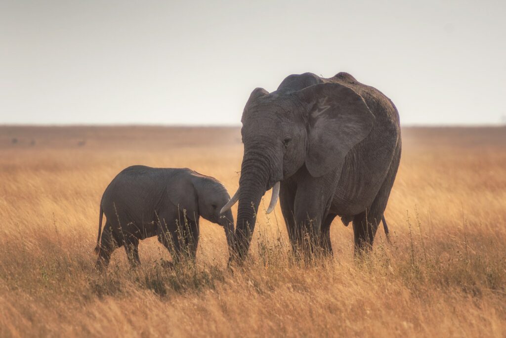 Elefante adulto e filhote na savana