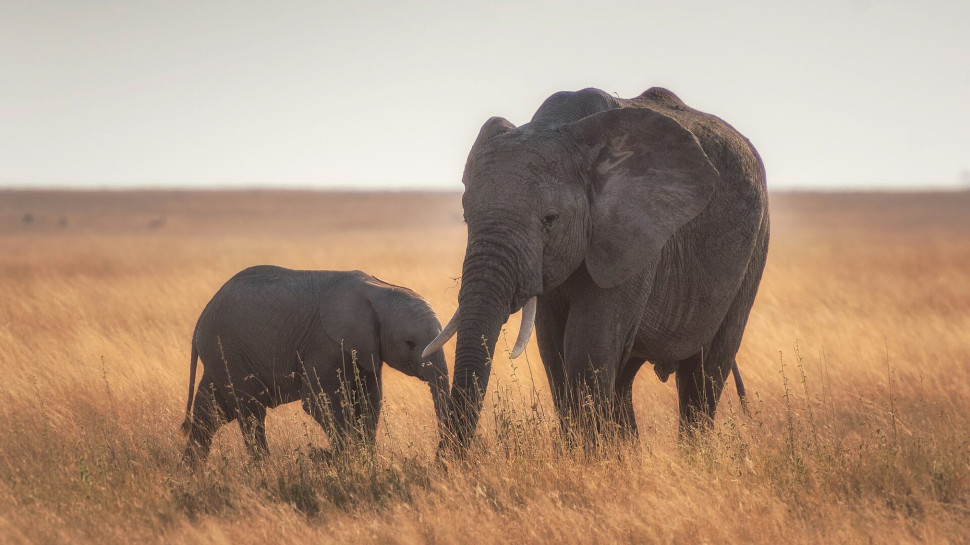 Viagens de natureza em família: safári, Peru e Japão com crianças