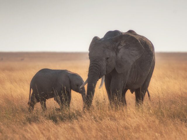 Viagens de natureza em família: safári, Peru e Japão com crianças