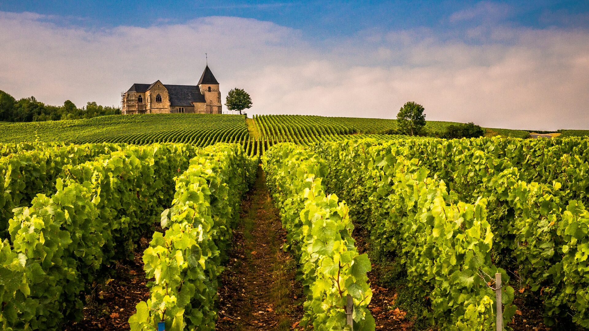 Champagne e Borgonha: a rota dos grandes vinhos da França
