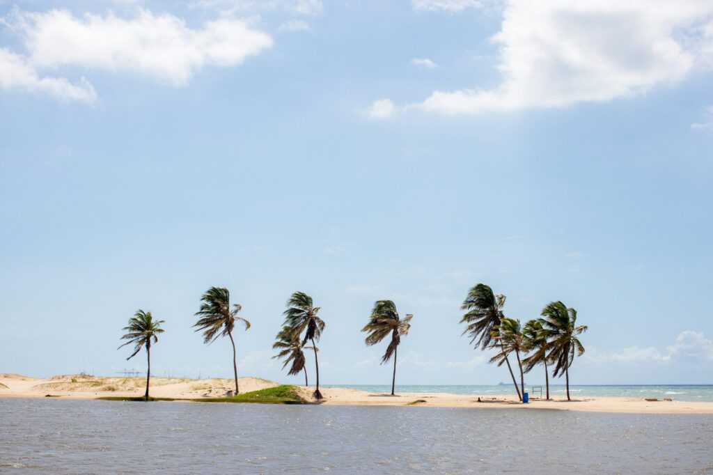Coqueiros à beira-mar no litoral nordestino