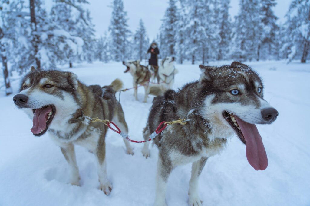 Huskies siberianos puxando trenó na neve da Lapônia finlandesa