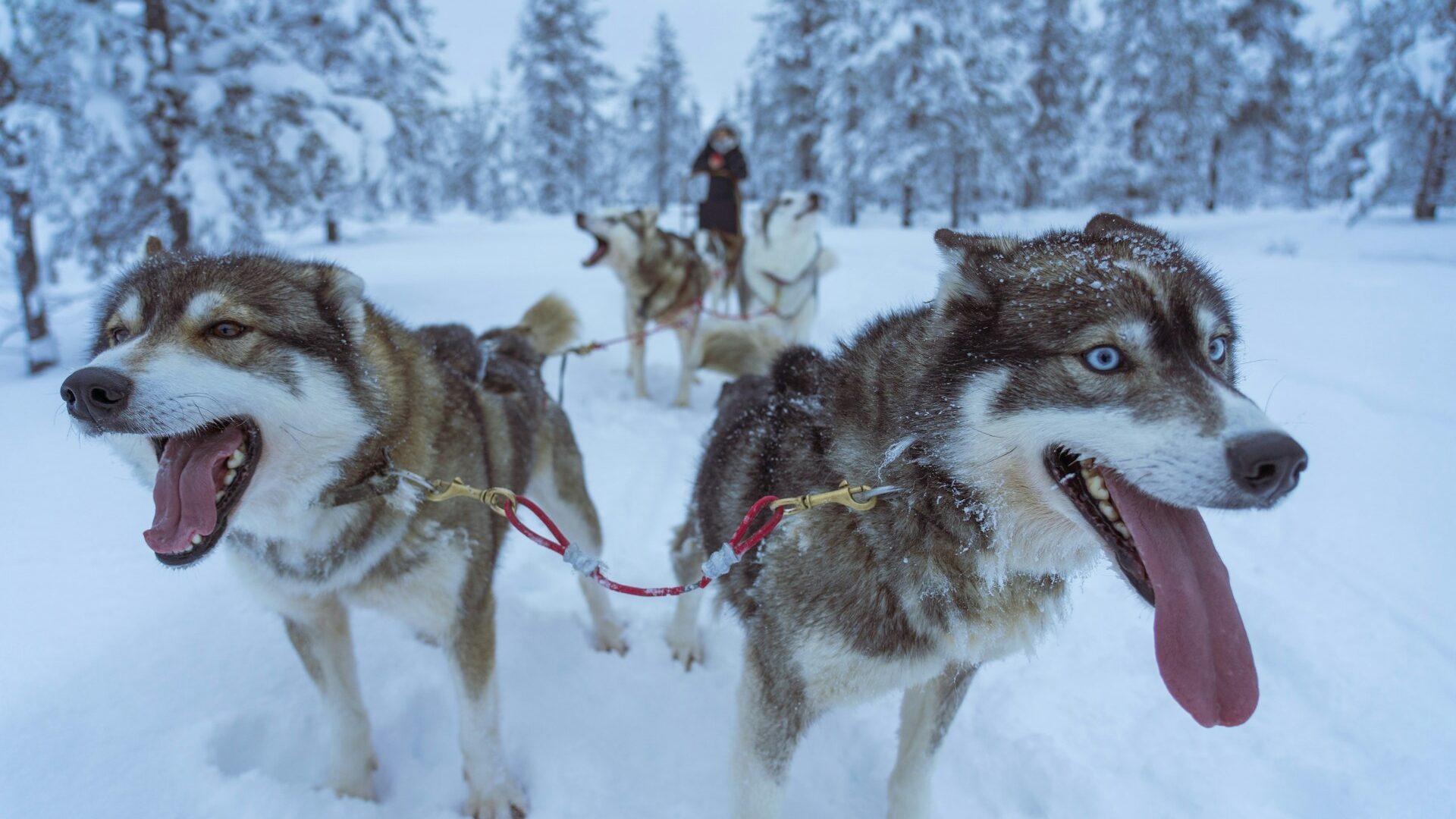 Rovaniemi: iglu de vidro, huskies e aurora boreal na Lapônia