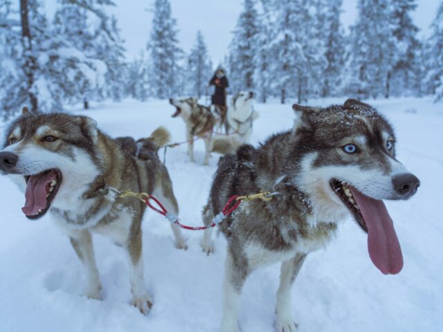 Rovaniemi: iglu de vidro, huskies e aurora boreal na Lapônia